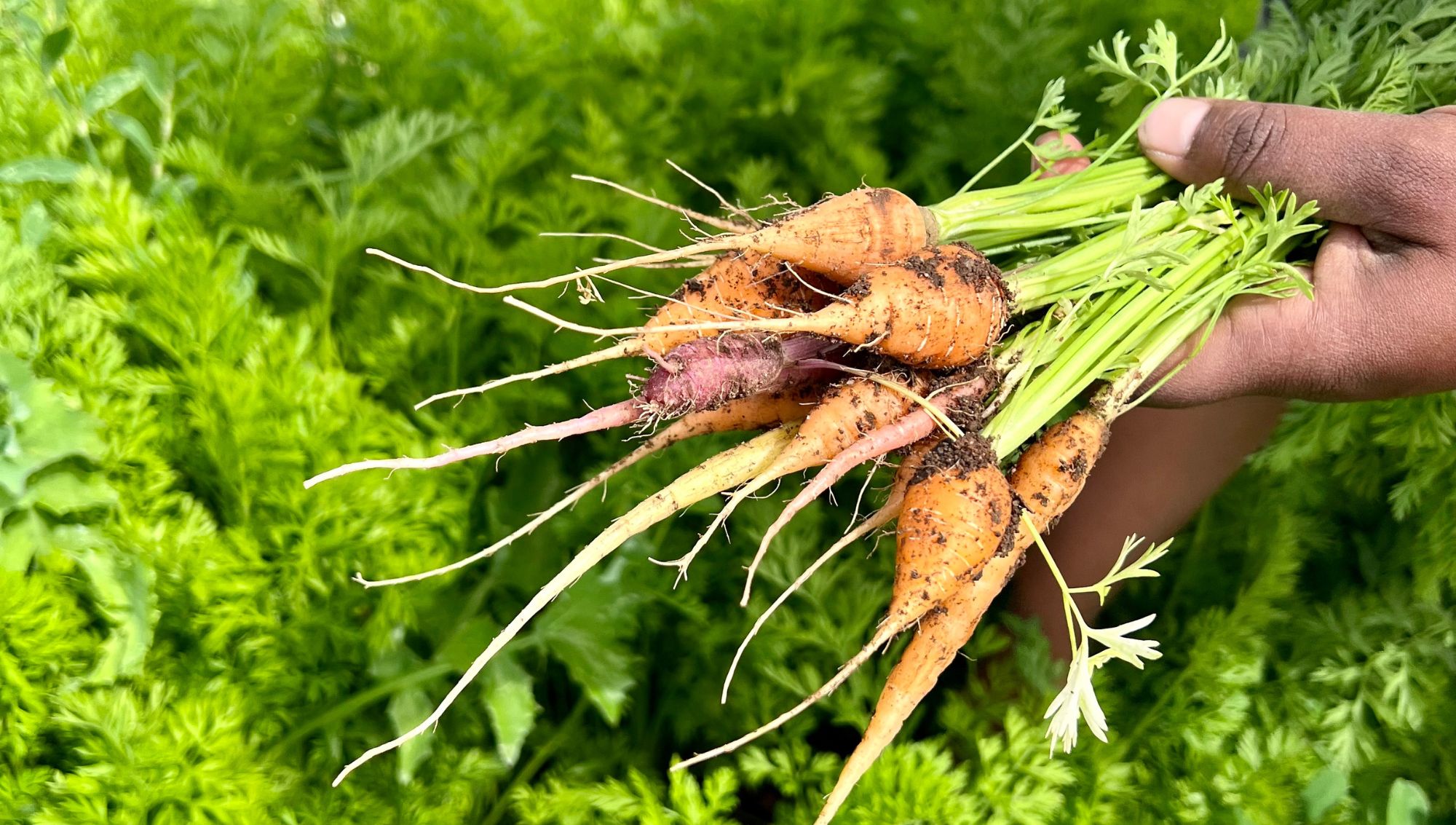 Tinja Farm organic no waste carrot harvest